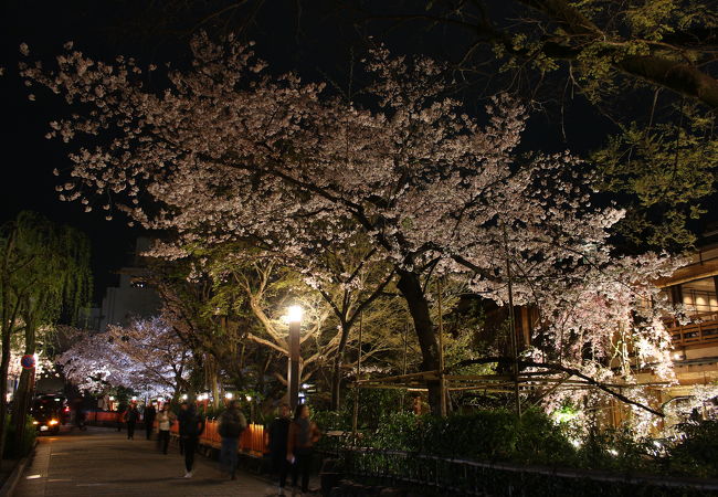 祇園白川宵桜ライトアップ クチコミ アクセス 営業時間 東山 祇園 北白川 フォートラベル