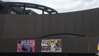 岩合光昭さんのネコ展を見に行きました。