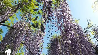 貴重な藤の古木が見られる