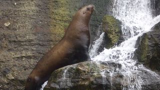 城崎に来たらぜひ！