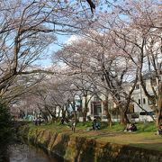 引地川沿いの桜並木に沿って遊歩道が続いています