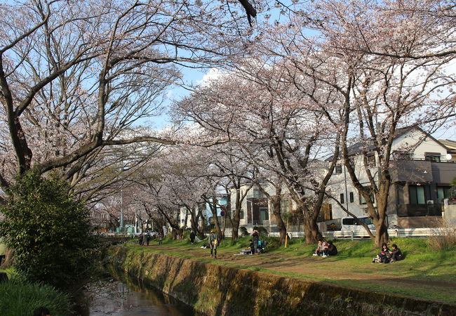 引地川沿いの桜並木に沿って遊歩道が続いています