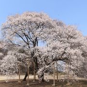 薄墨桜がすばらしい