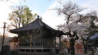 阿弥陀堂の周りの桜は満開