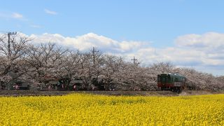 真岡の一万本桜まつり