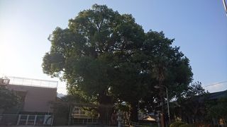 被爆しているにも関わらず大きく育っていました。