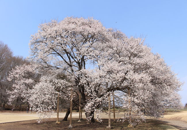 天平の花まつり