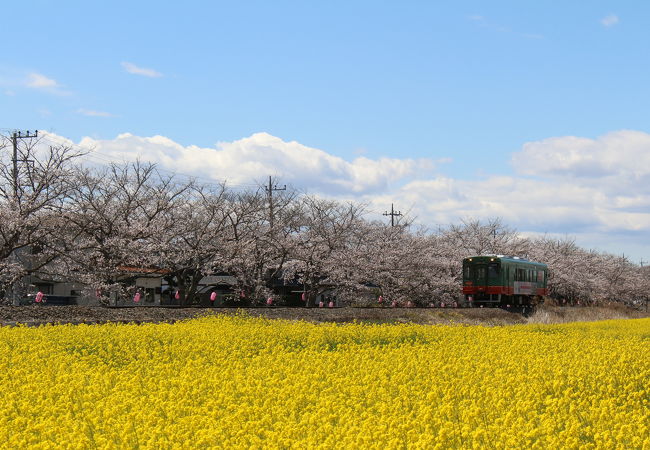 真岡の一万本桜まつり