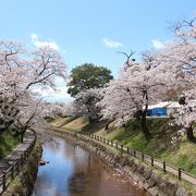 ここの桜もすばらしかったです