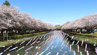 桜の時期に鶴生田川を訪問、圧巻の景色でした