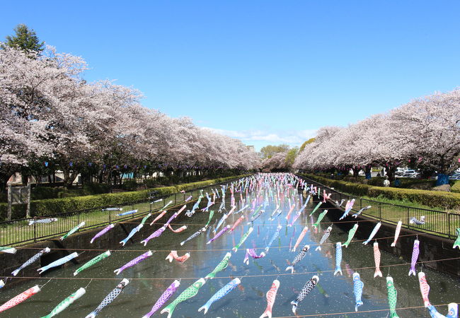 桜の時期に鶴生田川を訪問、圧巻の景色でした