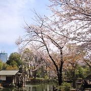 鍋島松濤公園の桜が満開でした（2019.4.5）