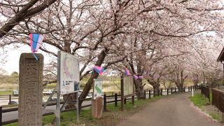 残念ながら、桜は終わりかけでした。
