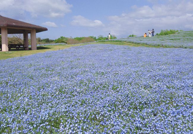 海の中道海浜公園 芝生のエリア クチコミ アクセス 営業時間 博多 フォートラベル
