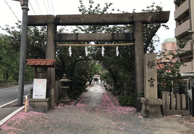 桜の木が多い神社