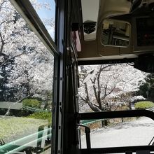 つづら折りのバス参道の桜です