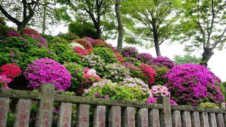 4/6-5/6 つつじまつり開催中