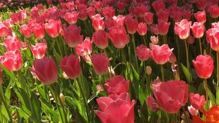 たまたま訪れたチューリップの名所