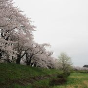 2㎞程続く桜並木です