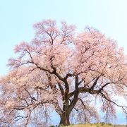 一本桜の存在感を十分に感じれます