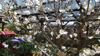  町田薬師池公園牡丹園で、特殊な桜を見ることが出来ました