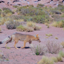 キツネもでてきます