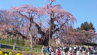 日本三大桜のひとつ！