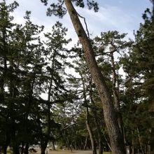 松並木が続きます  