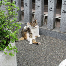 リアル猫ちゃんも数匹