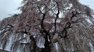 圧巻のしだれ桜