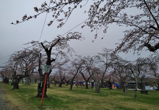 もりまち桜まつり