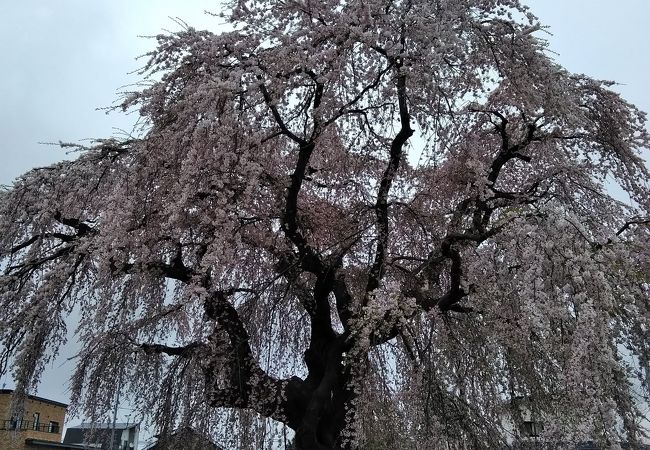 圧巻のしだれ桜