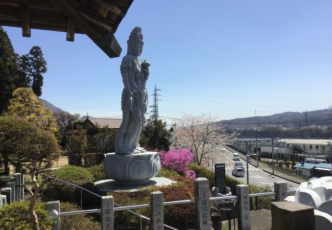  スイセンと桜とお寺。