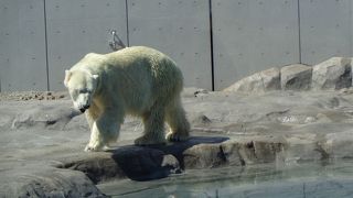 やっぱり、白クマさんでしょう