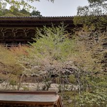 摩尼殿の左側面です