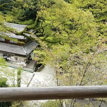 回廊から新緑の境内を見下ろします