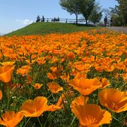 規模はそこそこですが楽しめる花畑です！