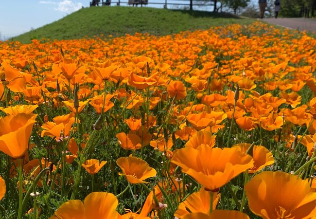 規模はそこそこですが楽しめる花畑です！