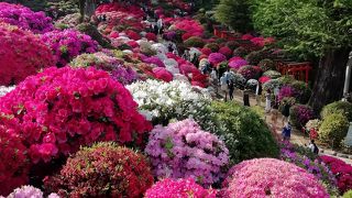 素晴らしいつつじに感動！