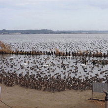 水原の白鳥飛来地の風景