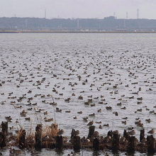 鴨の群れがいっぱいです。
