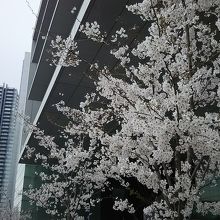 道路沿いに桜が植えられていました。