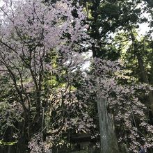 光前寺しだれ桜ライトアップ