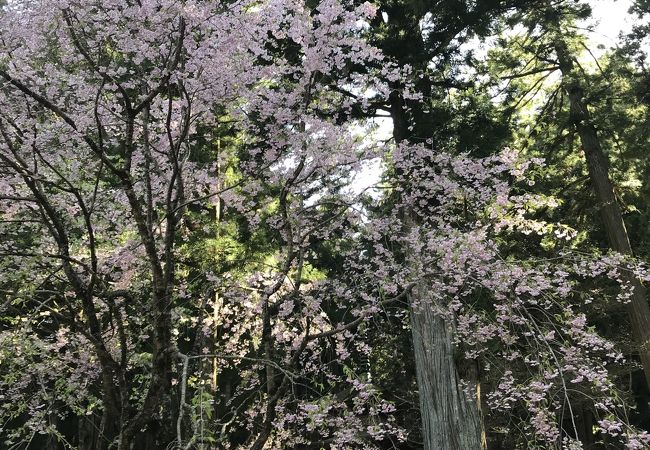 光前寺しだれ桜ライトアップ