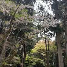 山内の桜は葉桜になり始めていました