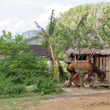 葉巻農園前の馬