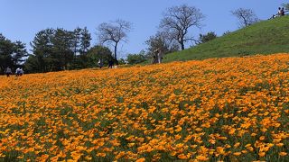 ポピー、ネモフィラ、芝桜が見られる公園です。