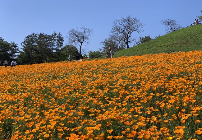 ポピー、ネモフィラ、芝桜が見られる公園です。