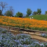 藪塚駅は、春、八王子山公園 芝桜祭りの最寄駅です！