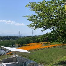 八王子山公園 芝桜祭り 会場